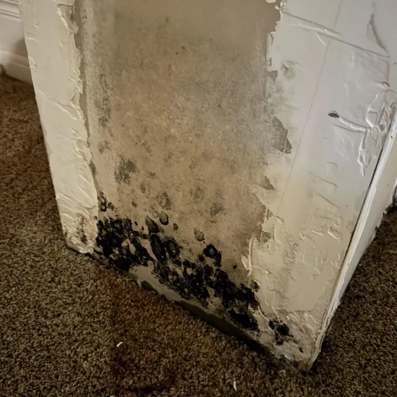 Professional Mold Removal in Jackson County, TX